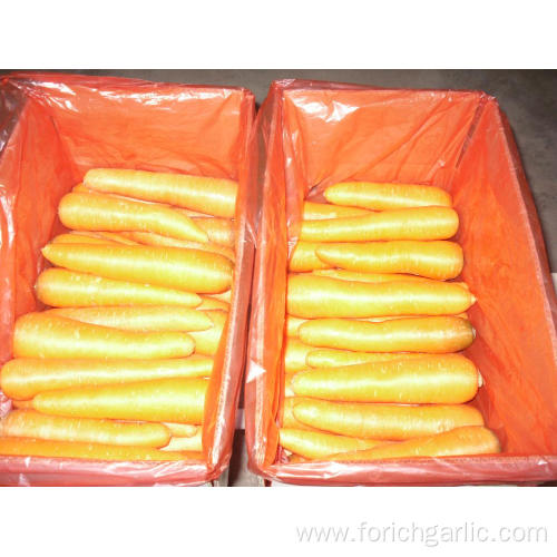 Big Sizes 250-300g Fresh Carrot In Carton